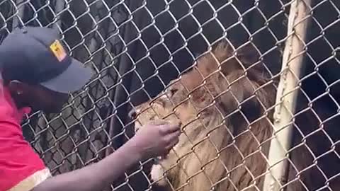 Never play with a lion see how this guy lost his finger