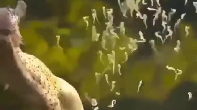 Male seahorse giving birth