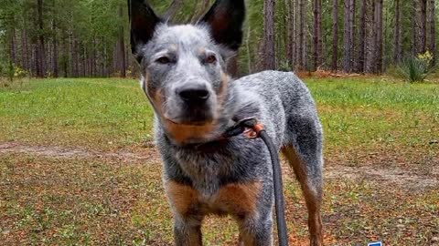 beautiful dog, Super funny dog videos 🐶