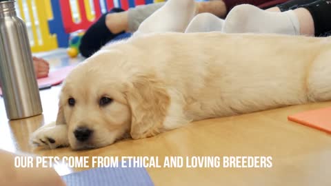 Yoga with Labrador Retrievers Puppies