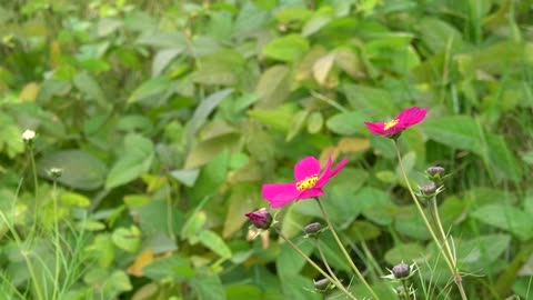 Beautiful flowers in autumn 2