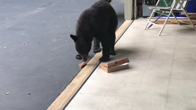 Bear Dines on Donuts