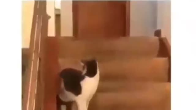 Kitty cat hit the turbo botton on🐕dog