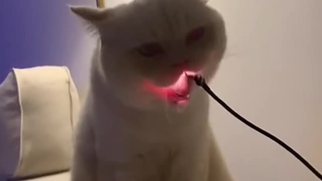 Funny cat short video.