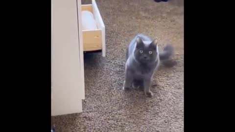 Daily cat video - 7