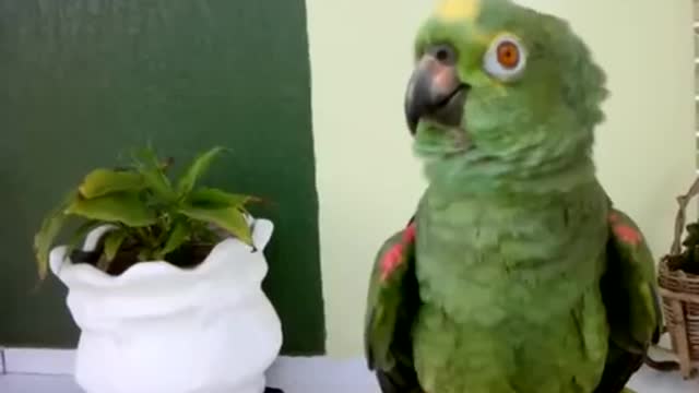 world's smartest parrot