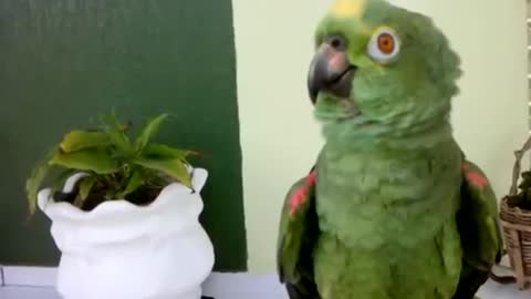 world's smartest parrot