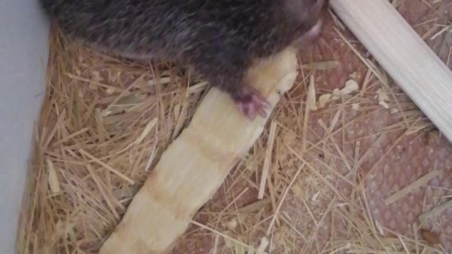 My lovely pet video ... cute pups ... I love pet