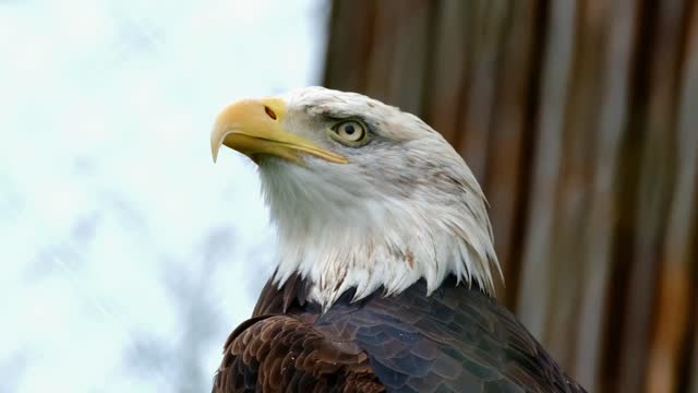 Birds | Owl | Peacock | Eagle | Parrot | Free stock footage