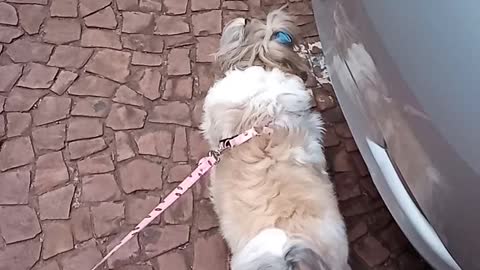 MY DOG MEL LOVES TO WALK