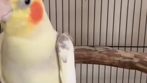 Just watch the cleverness of the love bird viral on social media