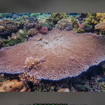 Saving Coral Reefs: Unveiling the Key Role of Algae