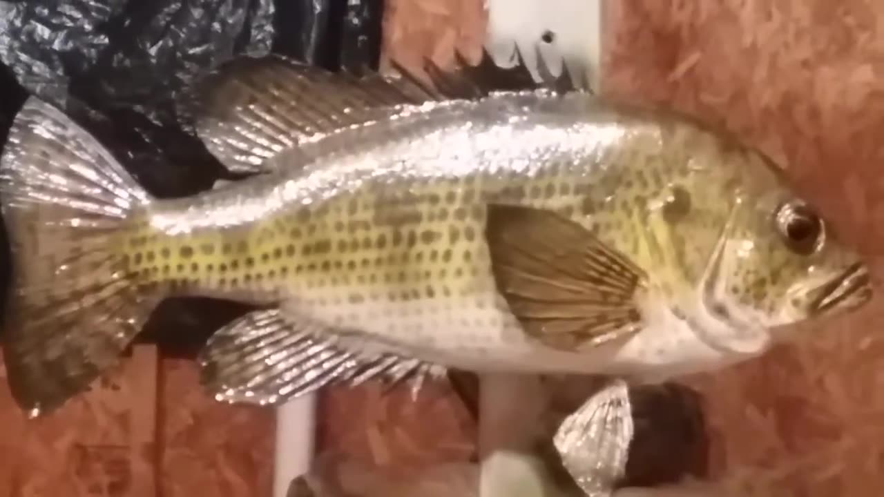 How to Paint a Redeye(Rockbass)