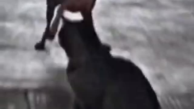 DOG dancing