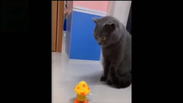 Funny Cat Compilation #1