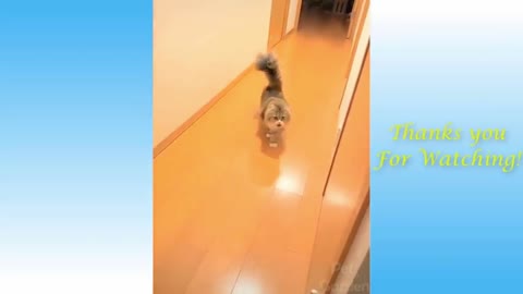 Funny pets - cute cat