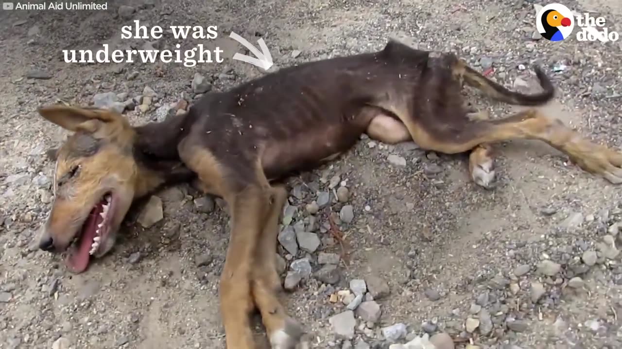 Dog Rescue: Puppy Collapses But Still Wags Tail for Rescuers | The Dodo