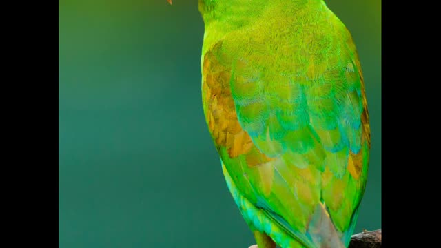 The Most Amazingly Beautiful Birds You've Never Seen