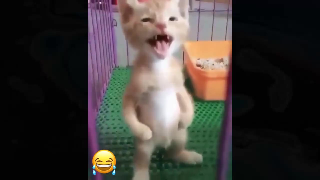 Funniest cats and dogs cute😹🐕