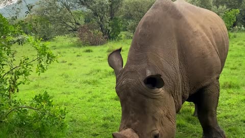 Rhinoceros: Majestic Herbivores of the Wild