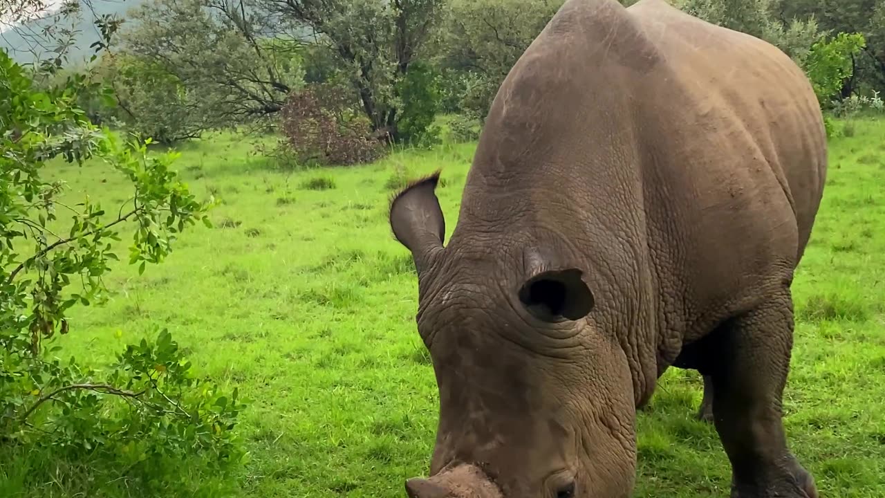 Rhinoceros: Majestic Herbivores of the Wild