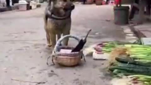 dog shopping I love it