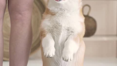 Cute dog moments | funny dog videos| #shorts #funny #comedy #trending #dogs #cats