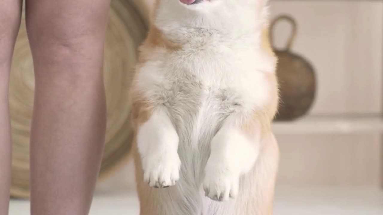 Cute dog moments | funny dog videos| #shorts #funny #comedy #trending #dogs #cats