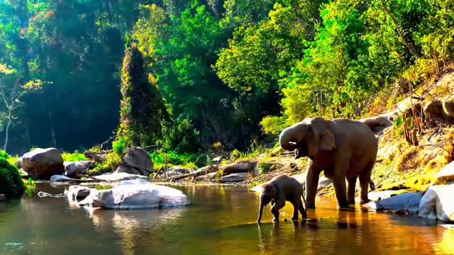 Most Amazing Moments Of Wild Animal 2022-2023- Wild Discovery Animals Nature Video