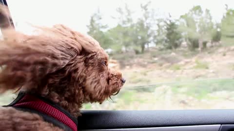 Dog Enjoying the Wind