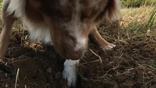 Digging is fun, digging is life!