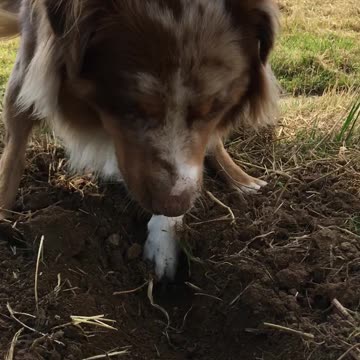 Digging is fun, digging is life!