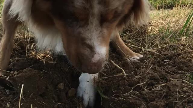 Digging is fun, digging is life!