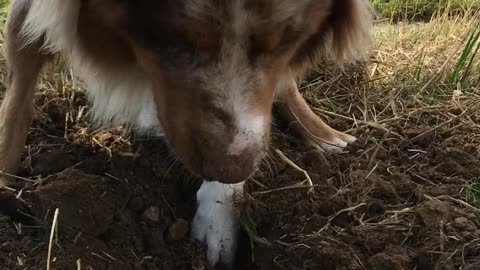 Digging is fun, digging is life!