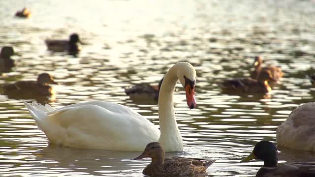 Swan feeding,search pearl