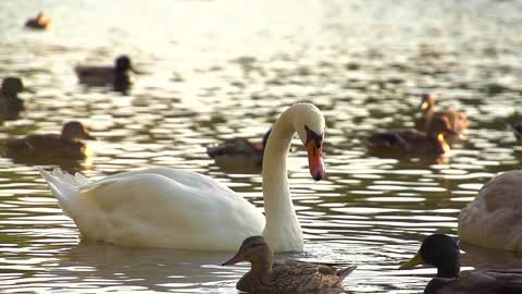 Swan feeding,search pearl