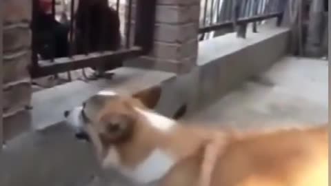 Chicken VS Dog Fight - Funny Dog Fight Videos