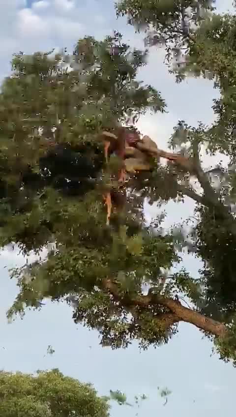 Tiger & Lion fall on tree