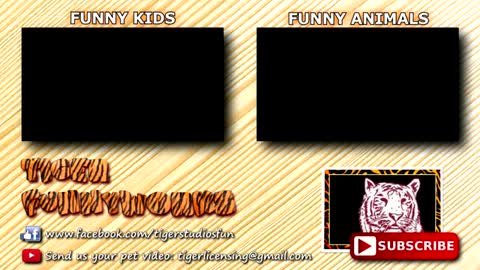 BEST FUNNY ANIMALS NEW