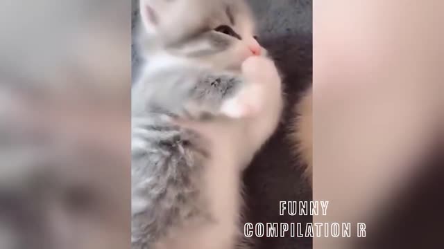 Funny Animals! Funny Cats! Funny Videos! # Short