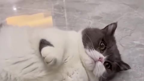 OMG So Cute Best Funny Cat Videos