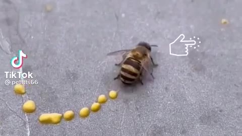 are we all eating bees shit???