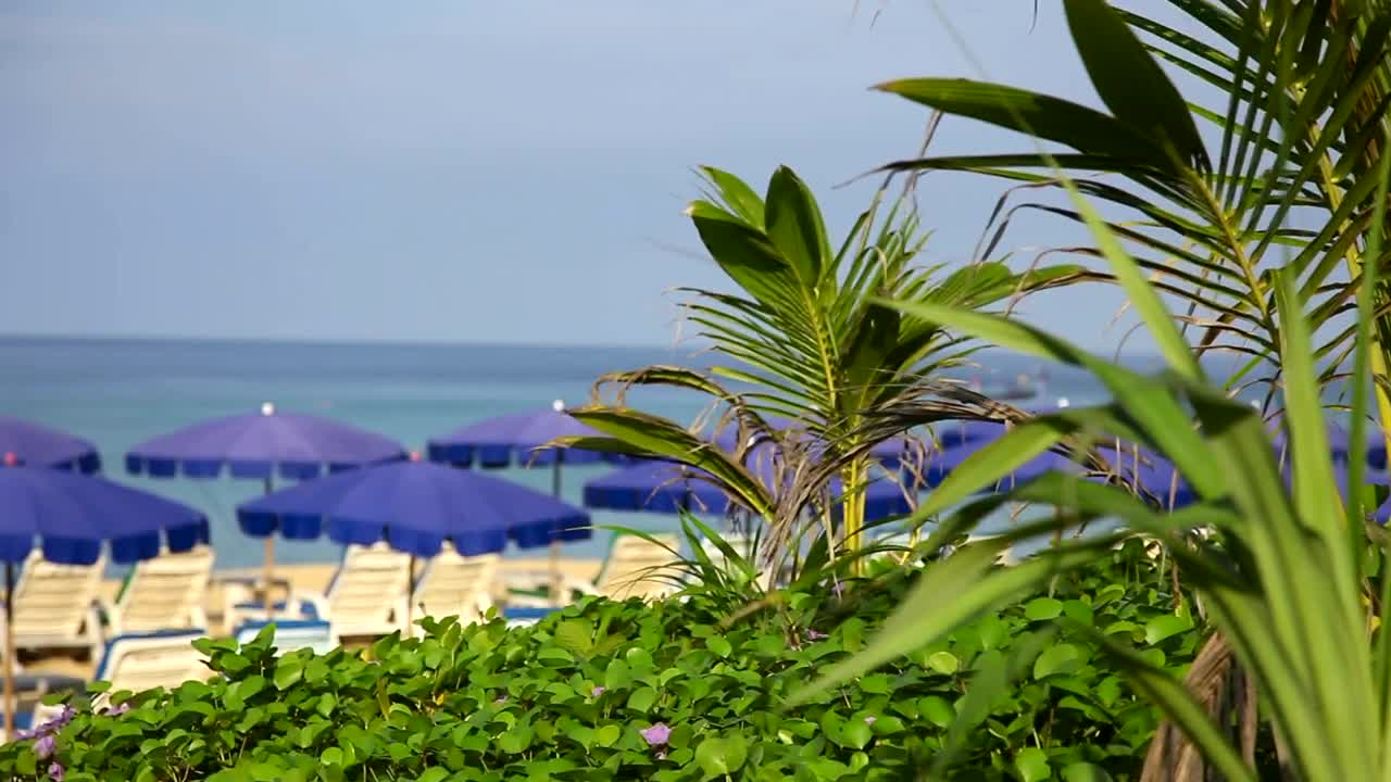 Tropical beach with umbrellas and vegetation