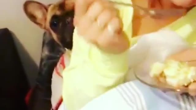 Collab copyright protection - small brown dog watches owner eat