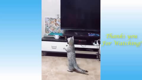 The Best FUNNY CATS Videos - Funny Animal