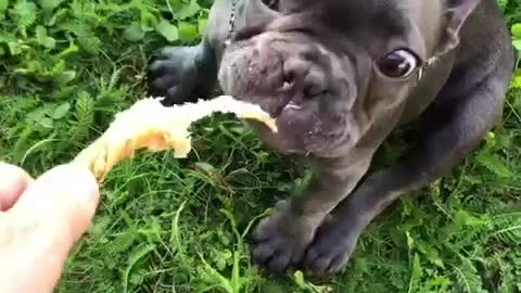 French Bulldog eats delicious