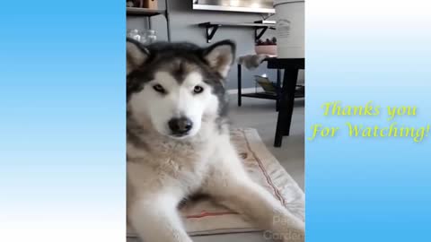 Funniest Animals - Best Of The 2021 Funny Animal Videos section 1