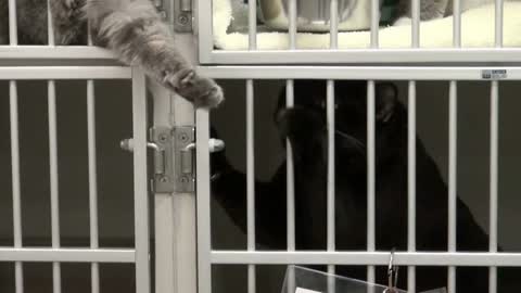 Cats Hitting Each Others Paws