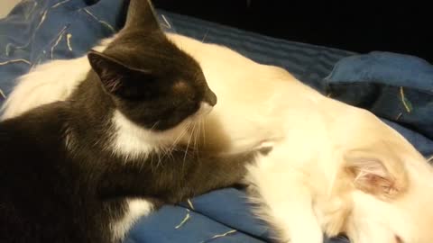 Dog gets a massage from her cat friend