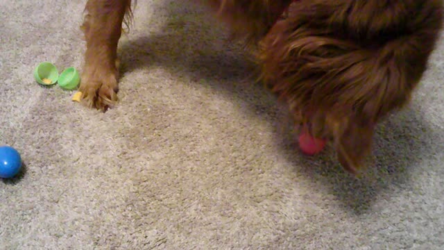 Golden Retriever opens Easter Eggs
